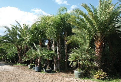 Nursery